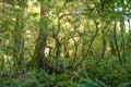 Dense thicket in the temperate rainforest, Fiordland National Park, South Island , New Zealand