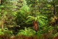 Dense thicket in the temperate rainforest, North Island, New Zealand