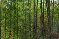 A dense thicket of very tall green bamboo