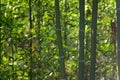 A dense thicket of very tall green bamboo