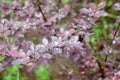 Dense thickets of barberry in the garden after rain