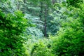 Dense thickets in the deciduous forest. Summer morning in the woods. Territory of wildlife_