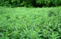 Dense thickets of dwarf nettles