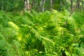 Dense thickets of fern in the forest