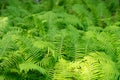 Dense thickets of fern in the forest