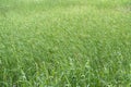 Dense thickets of grass on an overgrown lake, green background Royalty Free Stock Photo