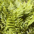 Dense thickets of green holly fern