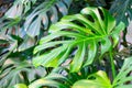 Dense thickets of monstera creepers growing on the wall Royalty Free Stock Photo