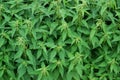 Dense thickets nettle Royalty Free Stock Photo
