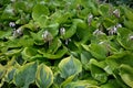 Dense thickets of variegated hosta