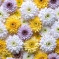 Dense Top-Down Chrysanthemum Pattern with White Yellow Lavender Royalty Free Stock Photo