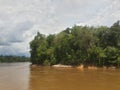 A dense tree on the Banks of the barito river