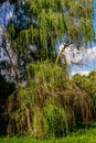 Dense tree crown weeping willow, summer day, August