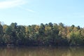 A forest of trees along the edge of Big Lake on Sal`s Branch Trail in Umstead State park