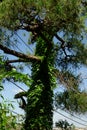 Tree trunk covered with ivy leaves Royalty Free Stock Photo