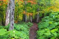 Dense trees along scenic forest trail in Michigan upper peninsula, during early autumn time.