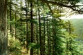 Dense trees with morning sunlight falling on them