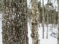 Dense Trees in New England Forest in Winter