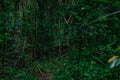 Dense and dense trees in the rainforest of Thailand Royalty Free Stock Photo