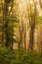 Dense trees in the woods in the mist during the sunrise_