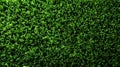 Dense trimmed hedge green texture background. Royalty Free Stock Photo