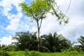 Dense tropical forest against the blue sky