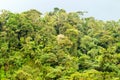 Dense Tropical Forest In Ecuadorian Amazonia