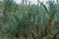 Dense tropical forest of Pandanas. Screw palm is a kind of evergreen palm with long leaves and sharp spines. Pandanaceae fruits.