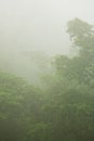 Dense Tropical Jungle in Fog Royalty Free Stock Photo