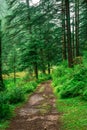 dense tropical jungle trek and rainforest in himalayas, Sainj Valley, Himachal Pradesh, India