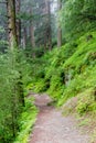 dense tropical jungle trek and rainforest in himalayas, Sainj Valley, Himachal Pradesh, India