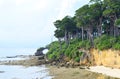 Dense Tropical Littoral Green Forest with Tall Manilkara Littoralis Trees at Sea Coast - Andaman Nicobar Islands, India Royalty Free Stock Photo