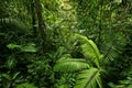 Dense Tropical Rain Forest Royalty Free Stock Photo
