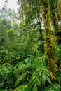 Dense Tropical Rain Forest, Santa Elena, Costa rica Royalty Free Stock Photo