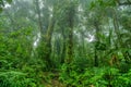 Dense Tropical Rain Forest, Santa Elena, Costa rica Royalty Free Stock Photo