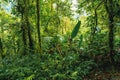 Dense Tropical Rain Forest, Tapanti national park, Costa Rica Royalty Free Stock Photo