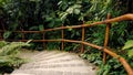 Dense tropical rain forest walkway with stairs and wooden bamboo handrails Royalty Free Stock Photo