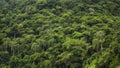 Dense Tropical Rainforest in Brazil, Nature Background