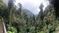 Dense tropical rainforest with misty mountains Royalty Free Stock Photo