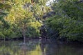 Dense tropical river vegetation