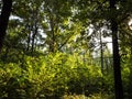 Dense undergrowth in forest in autumn Royalty Free Stock Photo