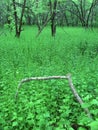 Dense understory - Illinois Royalty Free Stock Photo