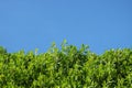 Dense, untrimmed hedge with shoots before blue sky.