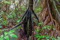 Dense Vegetation In The Amazonian Rainforest