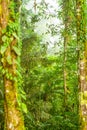 Dense Vegetation Andean Cloud Forest