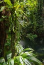 Dense vegetation in the Daintree Rainforest