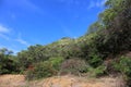 Dense vegetation of flowering shrubs and trees inside a dormant volcanic crater at Koko Crater Botanical Gardens Royalty Free Stock Photo