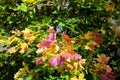 Dense vegetation on maple tree with many colorful leaves in the fall season on bright sunny day close up view Royalty Free Stock Photo