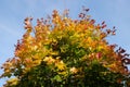 Dense vegetation on maple tree with many colorful leaves in the fall season on bright sunny day close up view Royalty Free Stock Photo