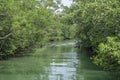 Dense vegetation over the River Royalty Free Stock Photo